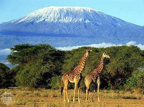 kilimanjaro 19,300 feet.....let's climb!