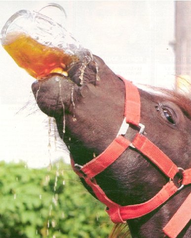 Beer_drinking_horse