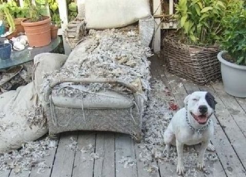 Dog20chewed20couch