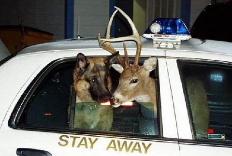 Dog20amp20deer
