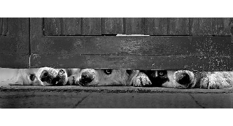 Make20sure20the20dog20owner20y