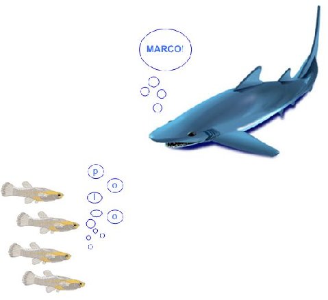 Shark-marco-polo20jpg