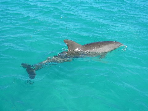 Dolphin2