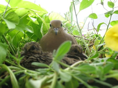 Mourning20doves