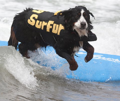 Surfer20dog20two