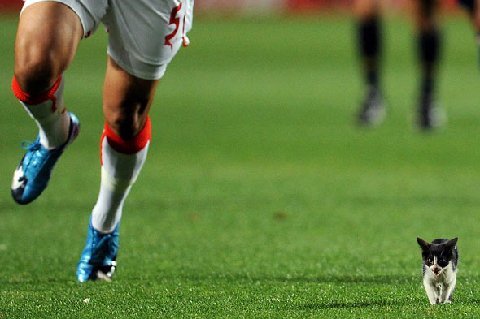 World-cup-kitten-