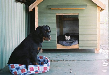 Cat20in20doghouse