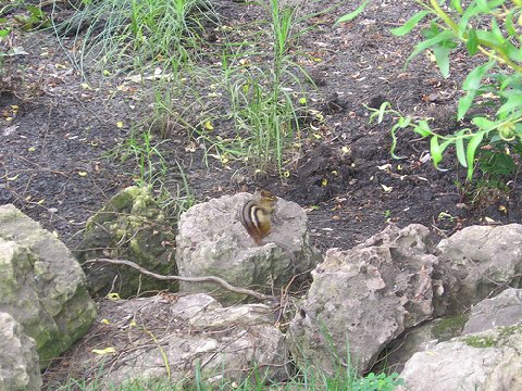 Chipmunk