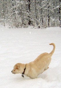 Dog-snow-210x300