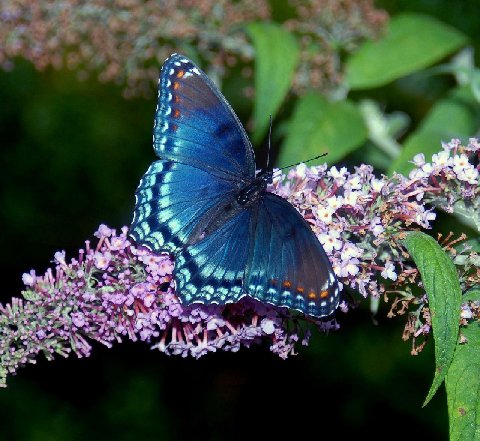 Red-spottedpurpleonuddlea