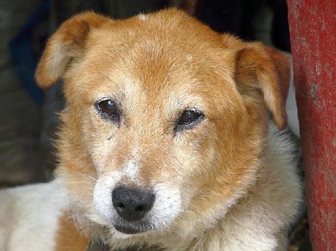 Shelter_adoption_dog-650x487