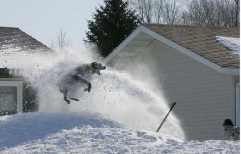 Snow-doggie