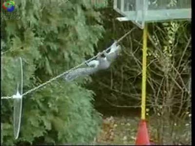 Mission-impossible-squirrel_st