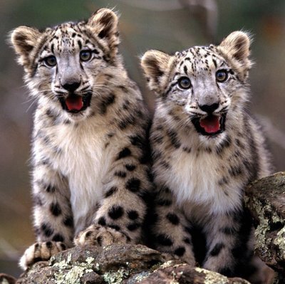 Snow_leopard_cubs