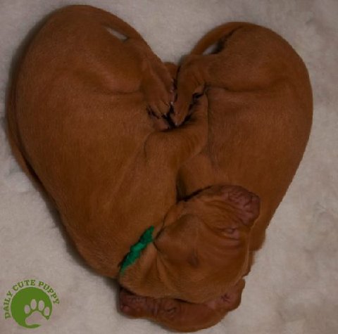 Vizsla20pups