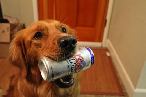 Good-dog-15707-1277936054-25