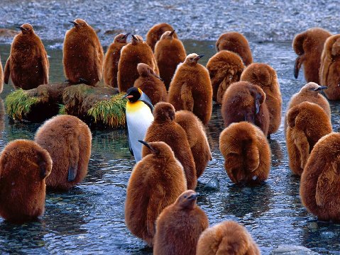 King-penguins-south-georgia-is