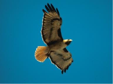 Red-tailed_hawk