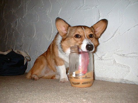 Corgi