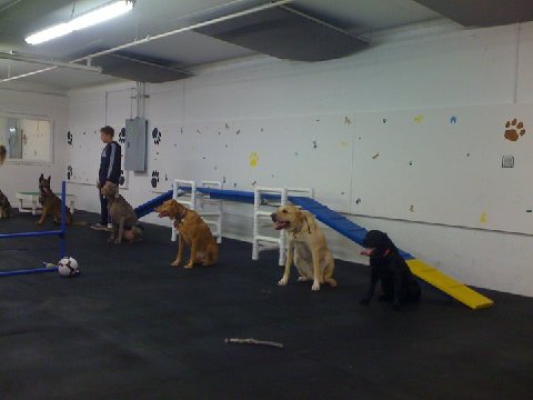 Dogschool