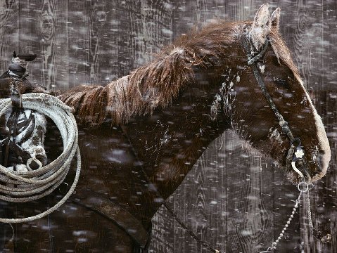 Horse