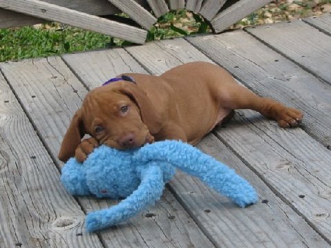 Vizslapup