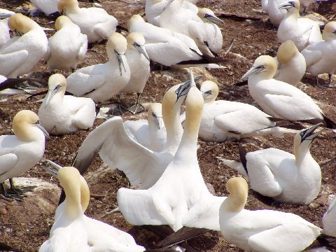 Gannets