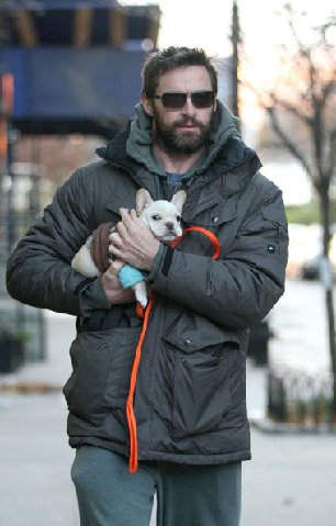 Hughjackmanhughjackmanwalksdog