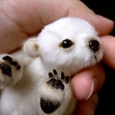 The-tiniest-polar-bear