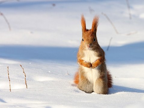 Red-squirrel-snow-poland_31791