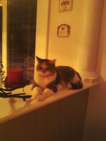 The20sprinkles20the20cat