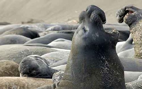 Elephantseal