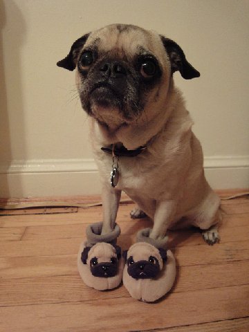 Pug-slippers-30287-1298401822-