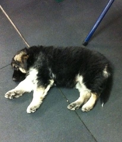 Sleeping20pup
