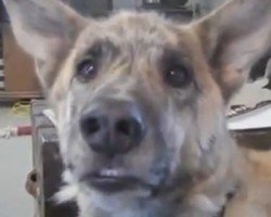 Youtube-talking-dog-250x200