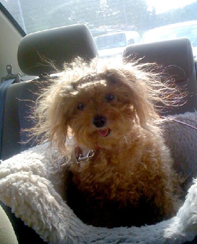 Dog-is-having-a-bad-hair-day-1