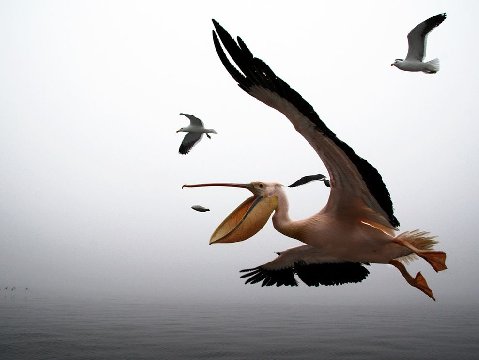 Pelican-walvis-bay-