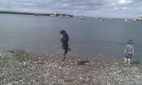 Riverdancing-dog-18251-1309061