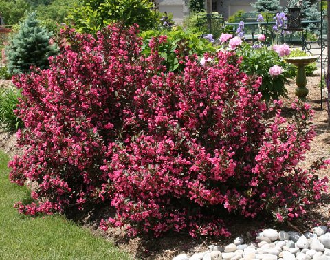 Weigela_wine_and_roses_in_bloo