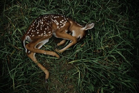 Fawn