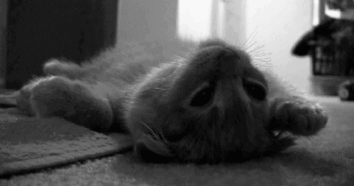 Tumblr_lov02worgf1qze5g2o1_500