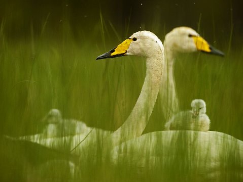 Whooper-swan-family_31796_990x