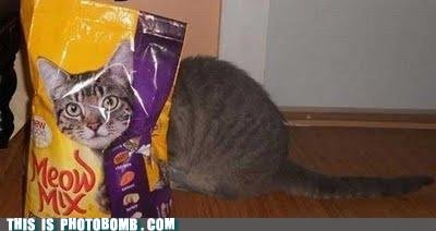 Photobomb-that-guy-its-in-the-