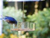Bluebird20feeding