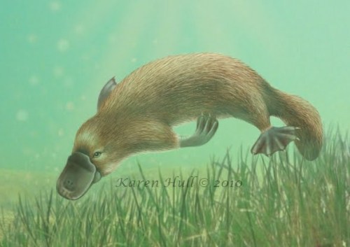 Youngplatypusa4small2