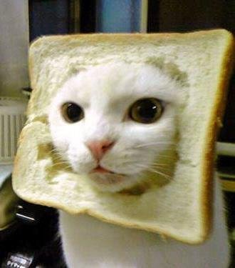 Inbread20cat
