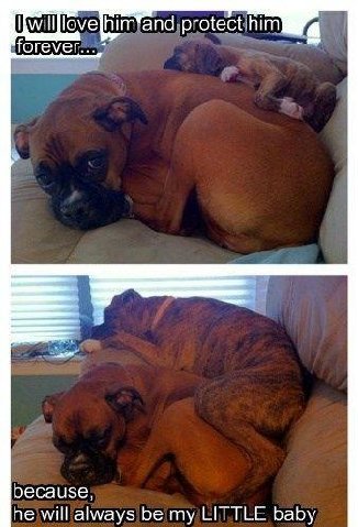 Mom20dog20with20her20puppy