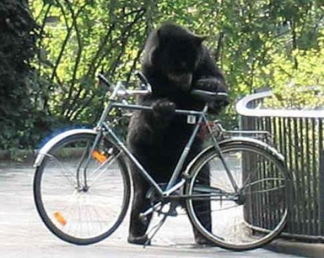 Bear_with_bike_stand-460x366